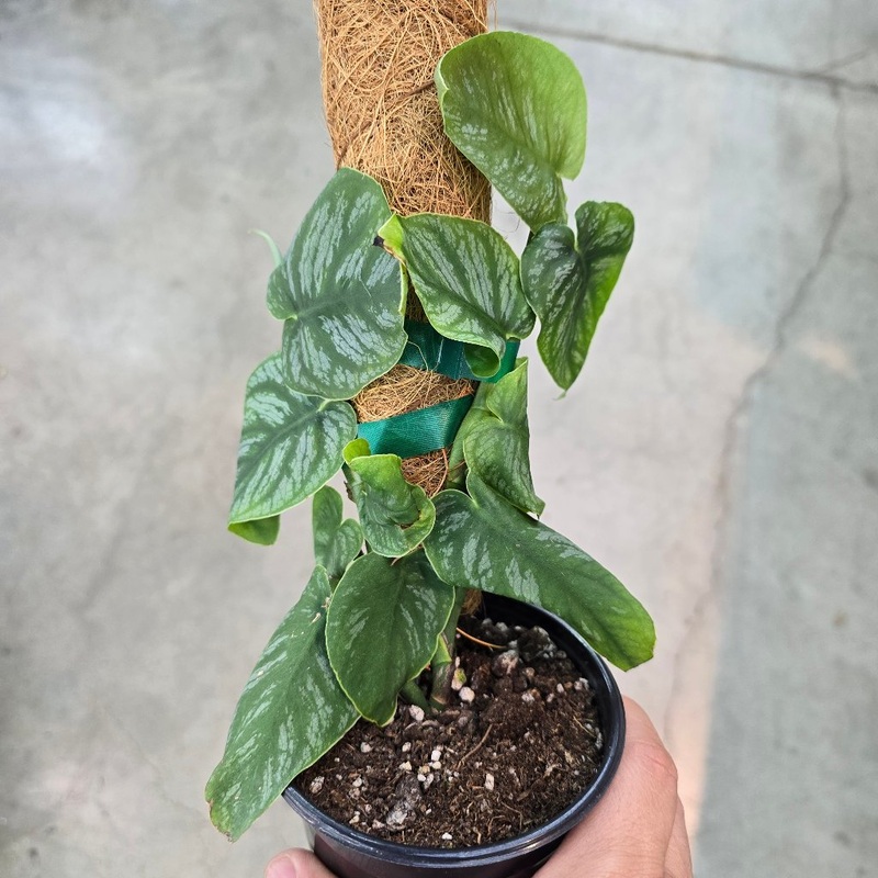 Monstera dubia – 4|R1AB|R1AB