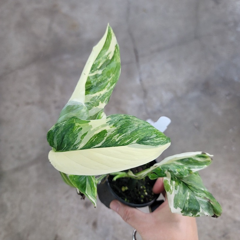 Monstera lechleriana  ‘Variegata’ – 4