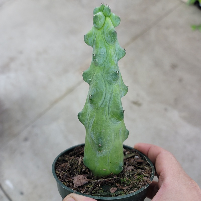 Myrtillocactus geo. ‘Fukurokuryuzinboku’