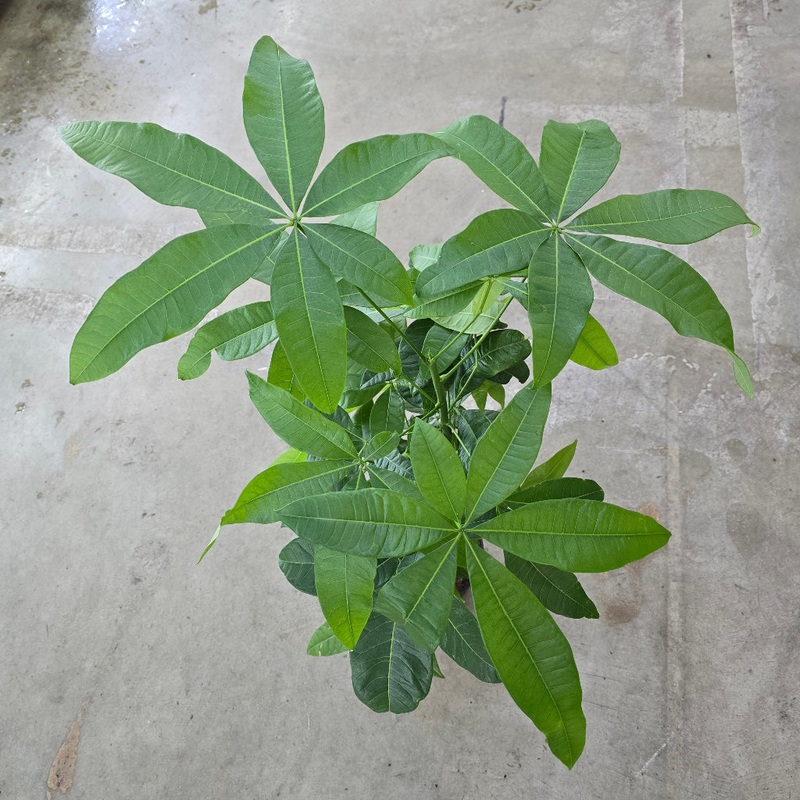Pachira aquatica – 6 braid|BR09C