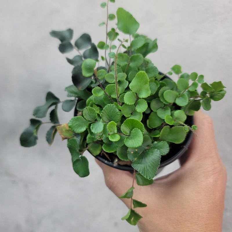 Pellaea rotundifolia – 4|BR06B
