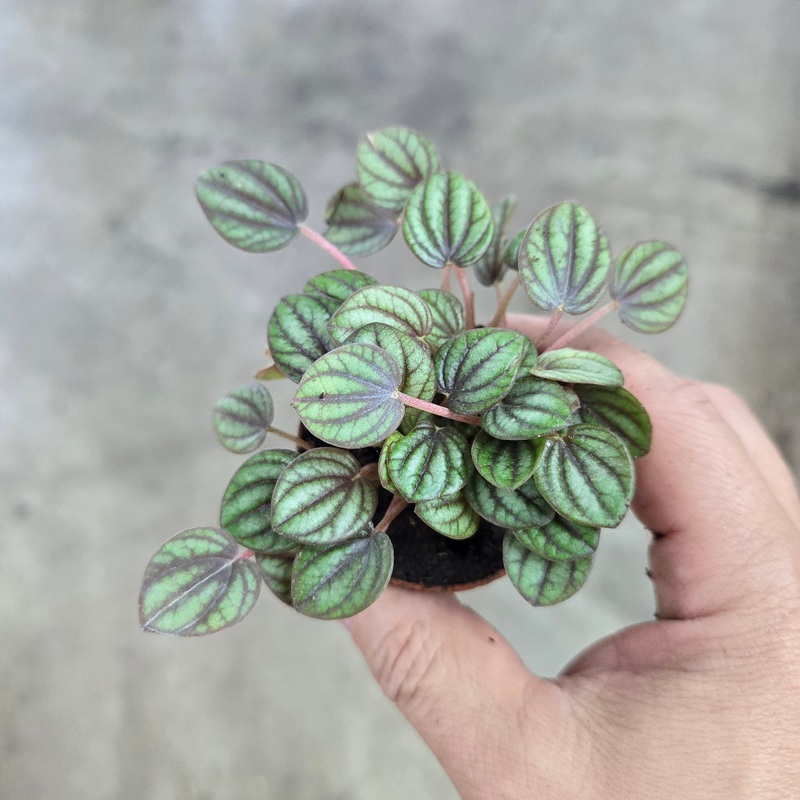 Peperomia albovittata Peacock – 2