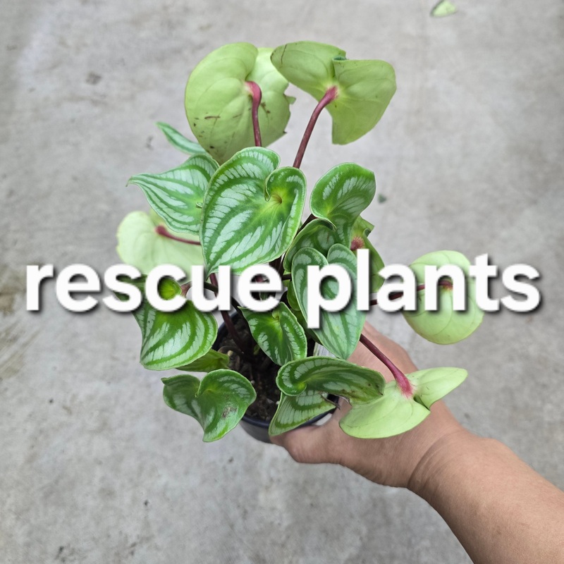 Peperomia argyreia – 4 (rescue)