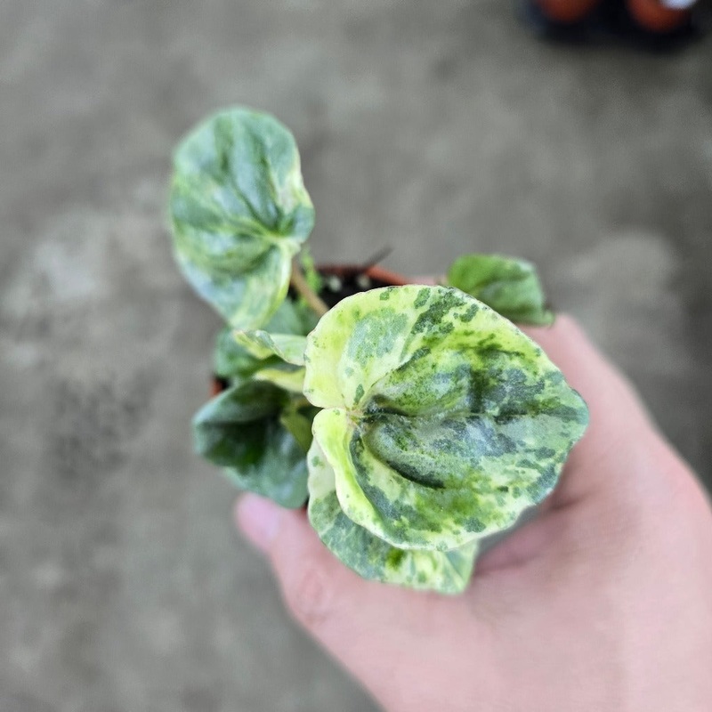 Peperomia caperata ‘Pink Lady’  – 2