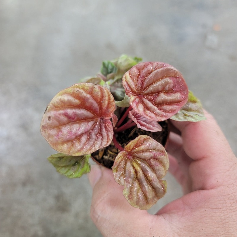Peperomia quito – 2|CL3C|CL3C