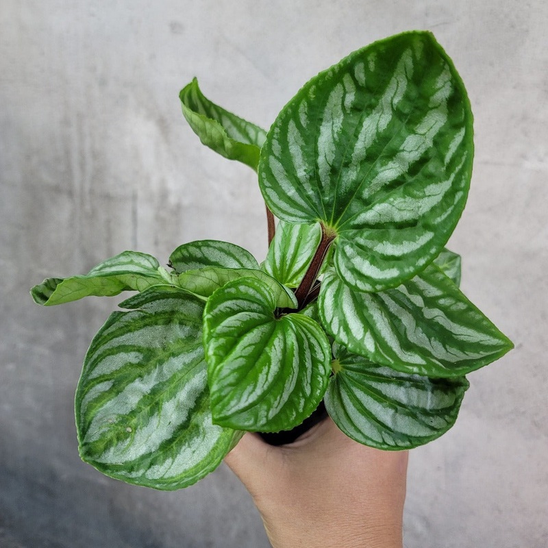 Peperomia sulcata – 4 (rescue)