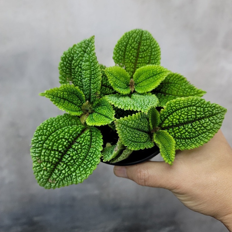 Pilea Moon Valley – 4|BR08D|BR08D