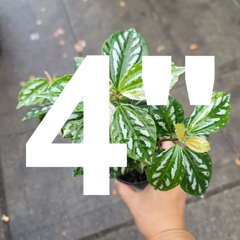 PLHC – Rescue Plants 4|SR|SR