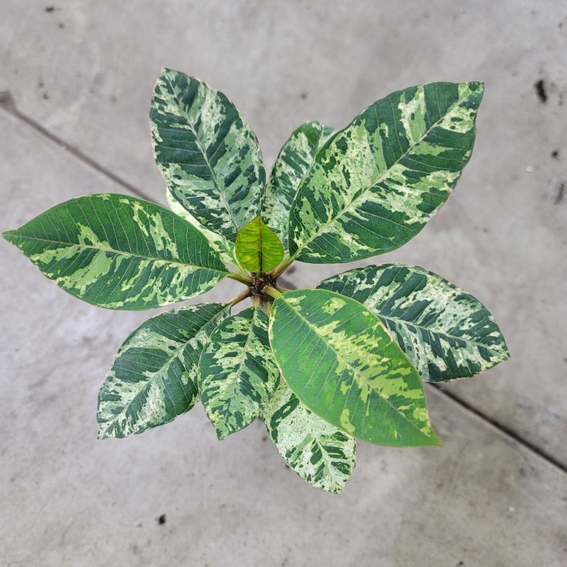 Plumeria ‘Freckles’ – 4|BR11B|BR11B