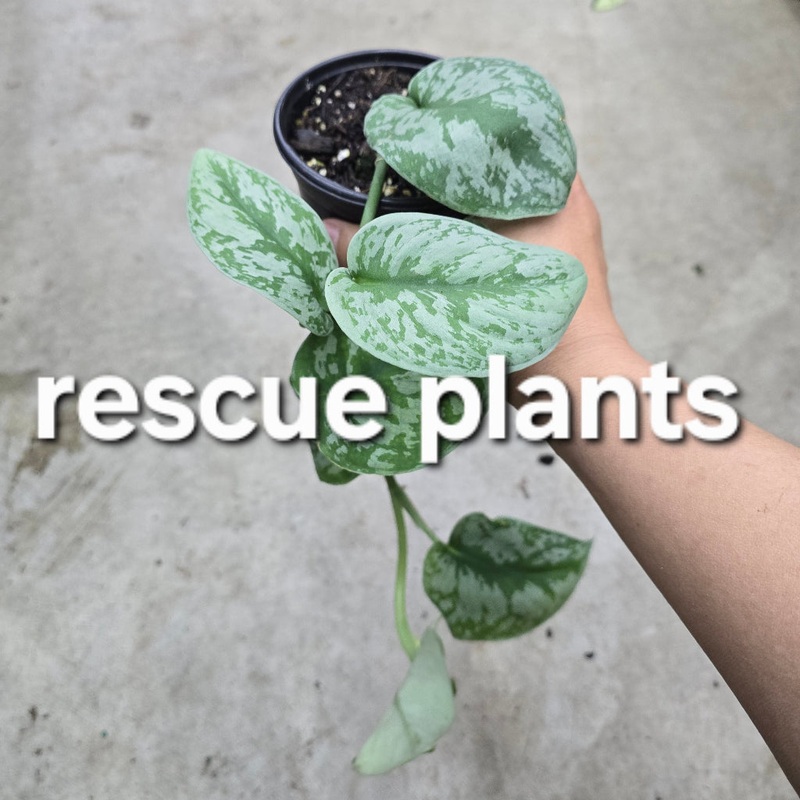 Scindapsus pictus ‘Exotica’ – 4 (rescue)