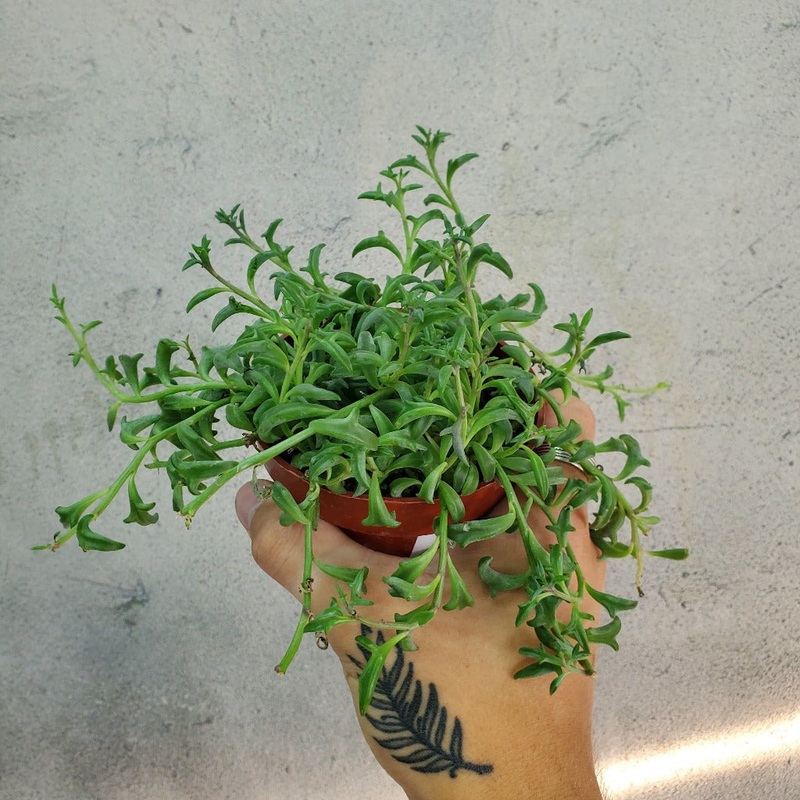 Senecio peregrinus – 4|R4CB|R4CB