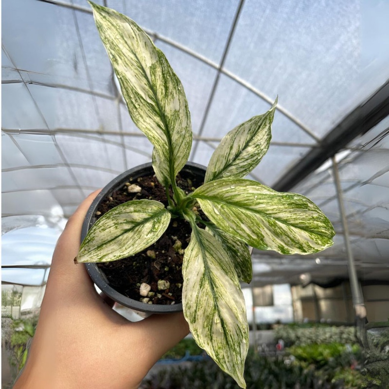 Spathiphyllum sensation variegated – 4