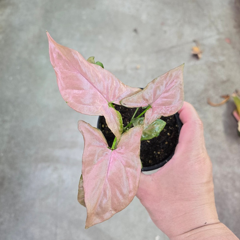 Syngonium ‘Pink’ – 4|BR04C|BR04C