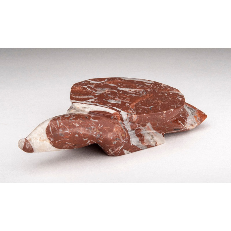 Long Nose Turtle|Turtle|Marble