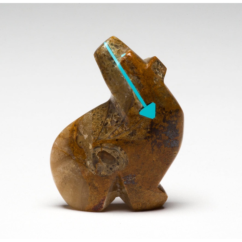 A Bear With A Watery Past|Bear|Ammonite