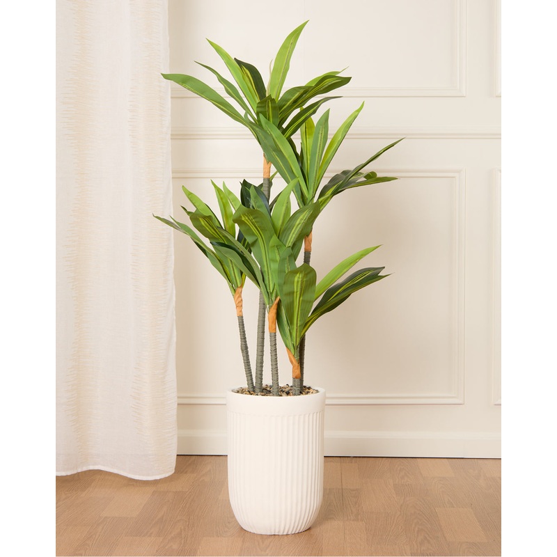 White Dracaena With Planter