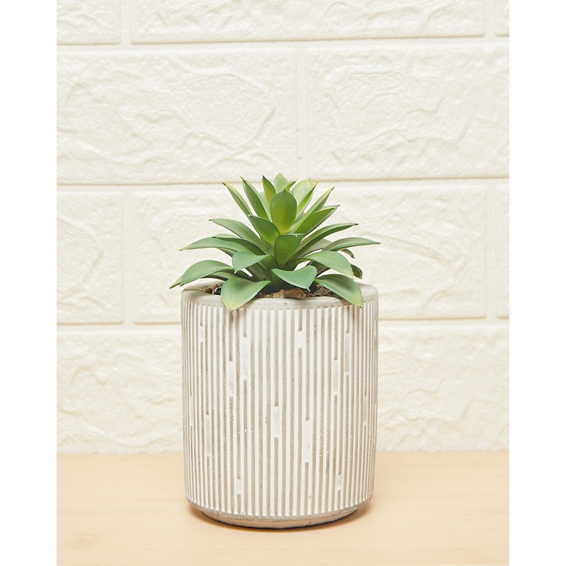 Green Succulent In Grey Pot