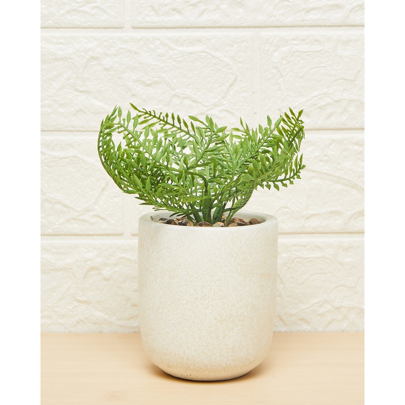 Green Succulent In White Pot