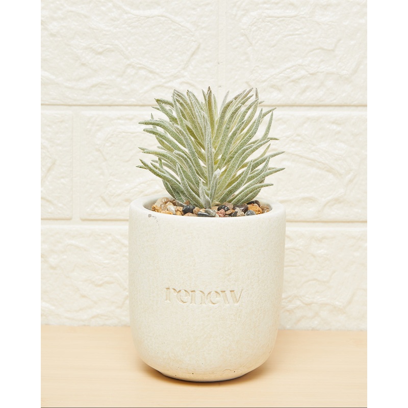 Green Succulent With Pot