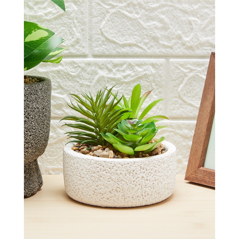 Green Succulent Arrangement In Pot