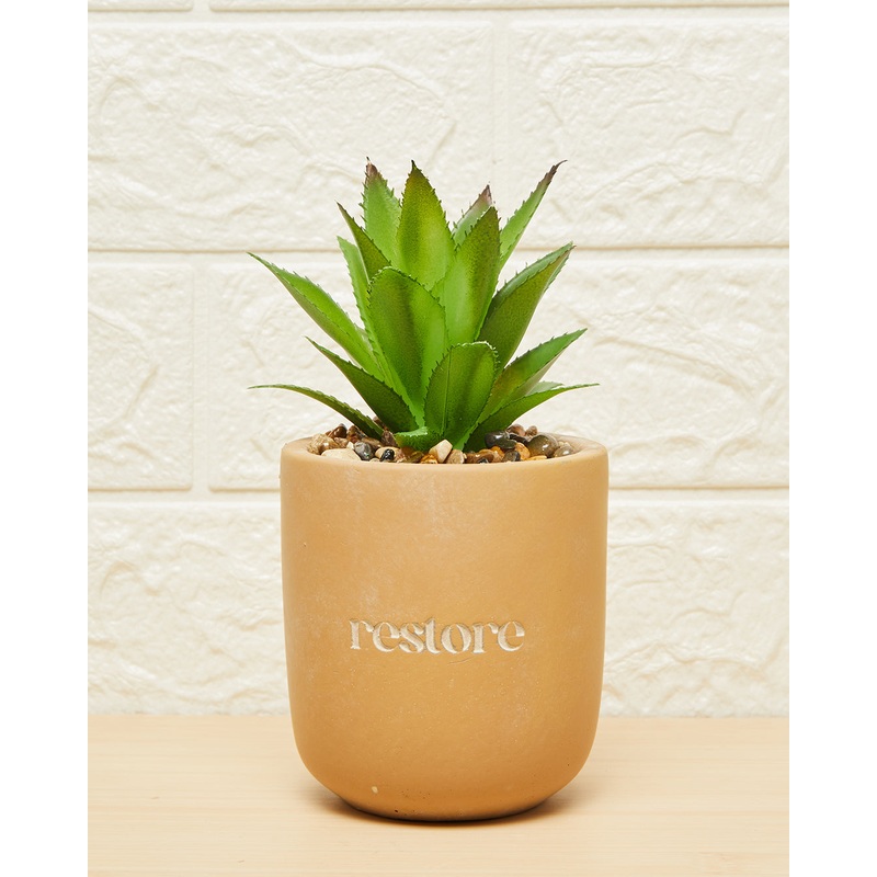 Green Succulent in a Pot