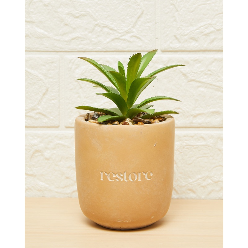 Green Succulent in Pot