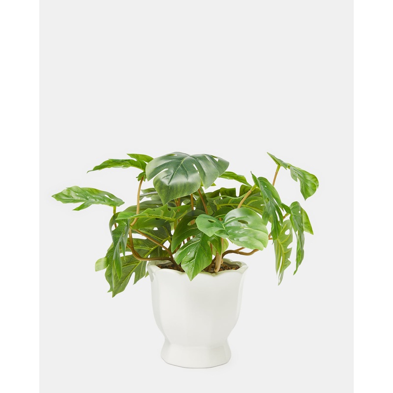 Monstera In Ceramic Planter