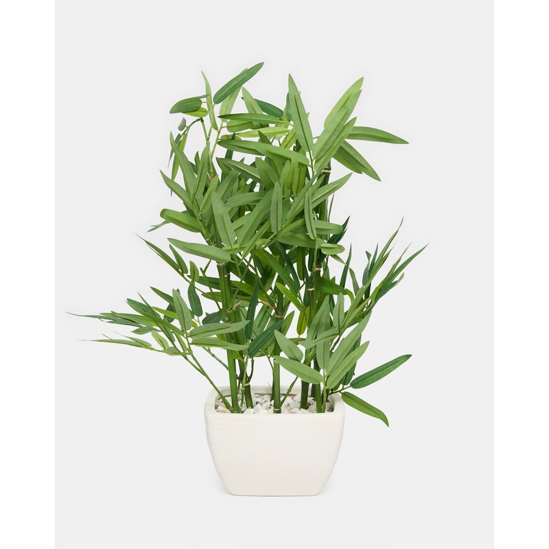 Green Bamboo With Planter