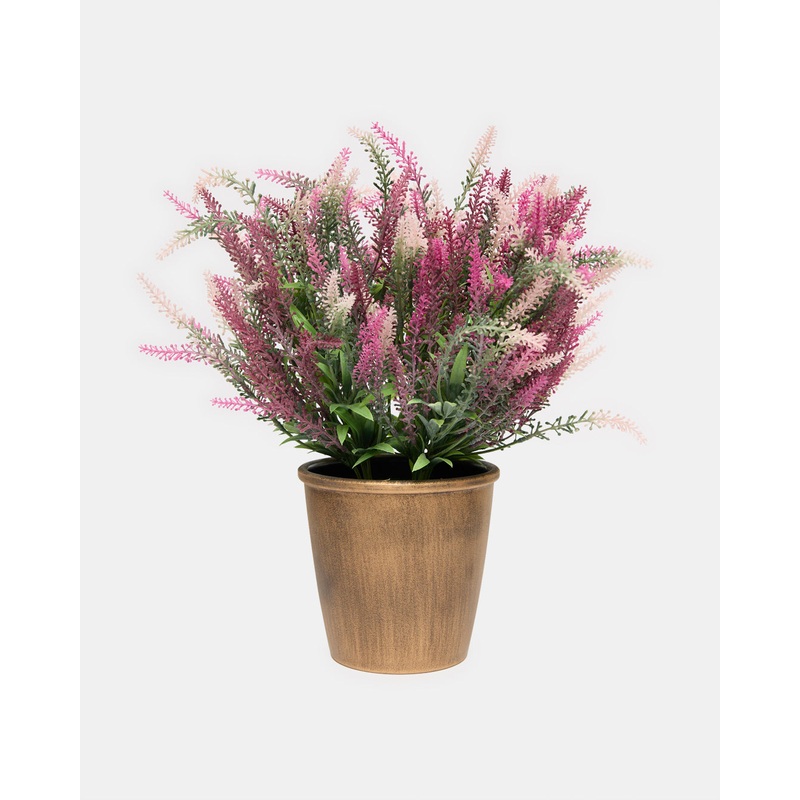 Purple Lavender With Planter