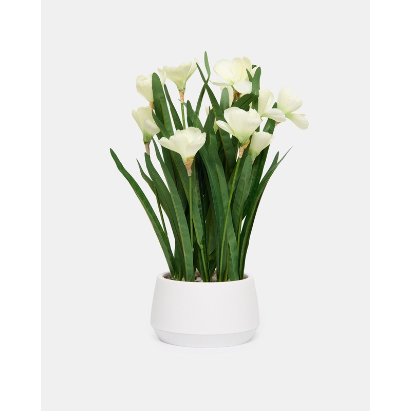 White Crocuses With Planter