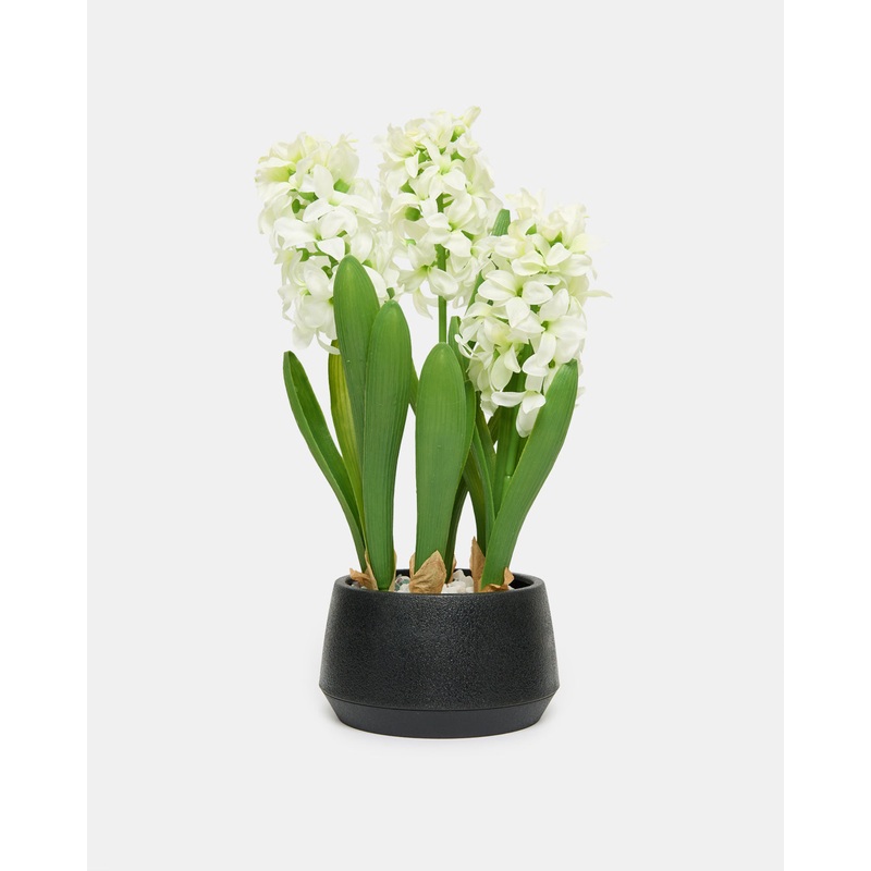 White Hyacinth With Planter