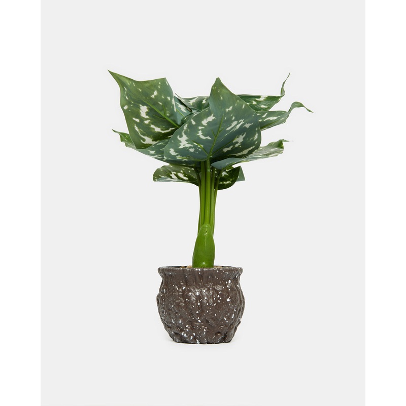 Artificial Calathea With Planter 29(H)Cm