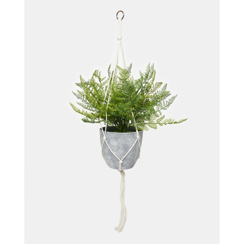 Fern In Hanging Basket