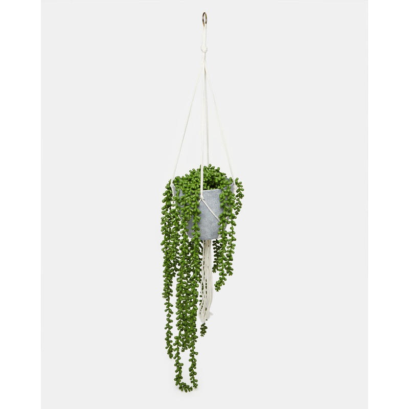 String Of Pearls In Hanging Basket