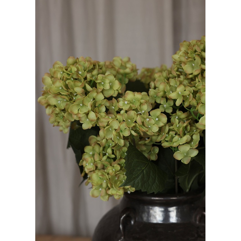 22 Hydrangea Bush