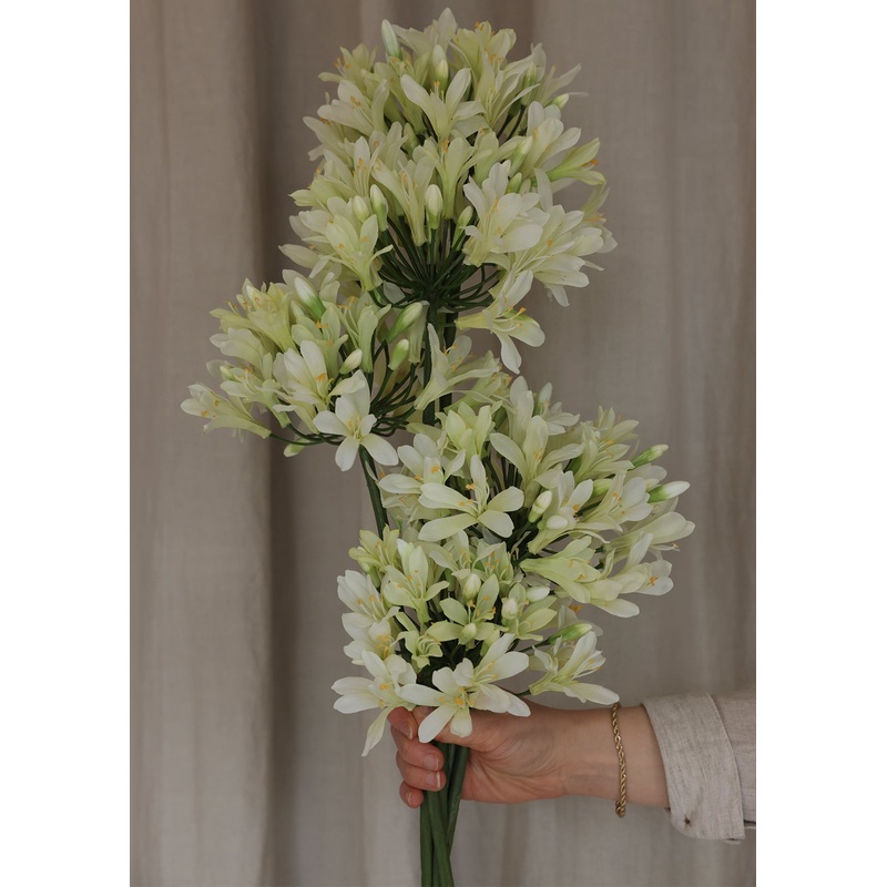 35 Agapanthus Spray